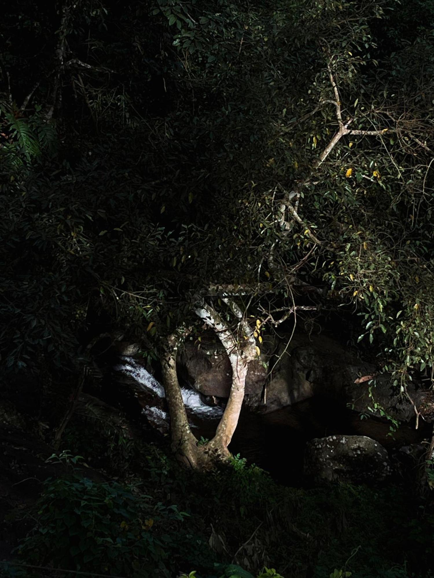 Mahout Resort Wayanad - An Experiential Jungle Stay With Waterfall Kalpatta Buitenkant foto